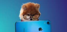 Ein Hund schaut auf ein blaues iPhone XR