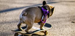 Ein Hund auf einem Skateboard